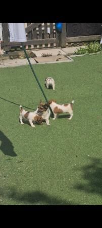 Traditional minature jack russells for sale in Wolverhampton, West Midlands - Image 2