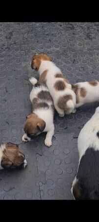 Traditional minature jack russells for sale in Wolverhampton, West Midlands - Image 3