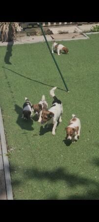 Traditional minature jack russells for sale in Wolverhampton, West Midlands - Image 4