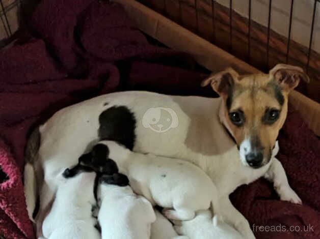 Traditional pure Jack Russell puppies for sale in Ammanford/Rhydaman, Carmarthenshire