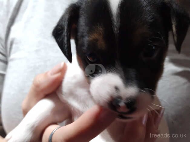 Traditional pure Jack Russell puppies for sale in Ammanford/Rhydaman, Carmarthenshire - Image 2