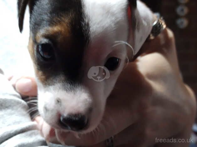 Traditional pure Jack Russell puppies for sale in Ammanford/Rhydaman, Carmarthenshire - Image 5