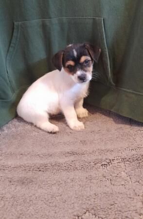 Traditional Short Legged Jack Russell Puppies Ready Now for sale in Swindon, Wiltshire