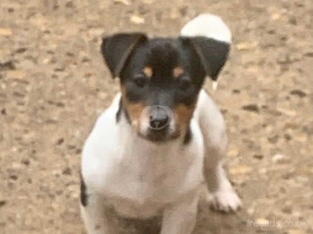 Traditional small jr pups , vacc, m/c,vet checked, ready to leave for sale in Harrogate, North Yorkshire - Image 1