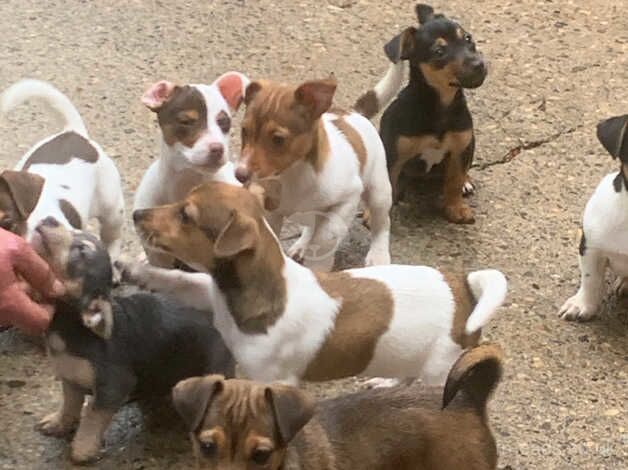 Jack Russells for sale in Harrogate, North Yorkshire