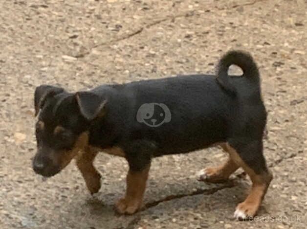 Jack Russell Puppies for sale in North Yorkshire