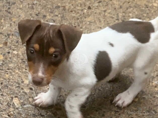 Traditional small jr pups , vacc, m/c,vet checked, ready to leave for sale in Harrogate, North Yorkshire - Image 5