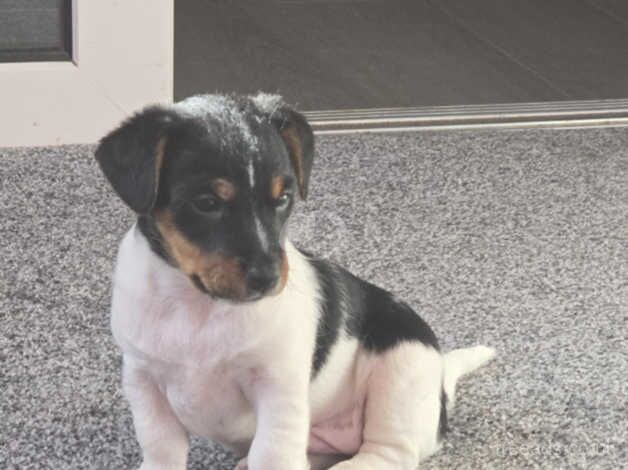 Tri colour full jack russel for sale in Cardiff/Caerdydd, Cardiff