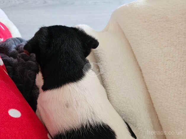 Jack Russell Puppies for sale in Cardiff