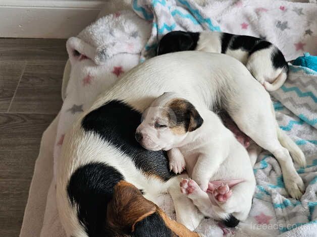 Jack Russell Puppies for sale