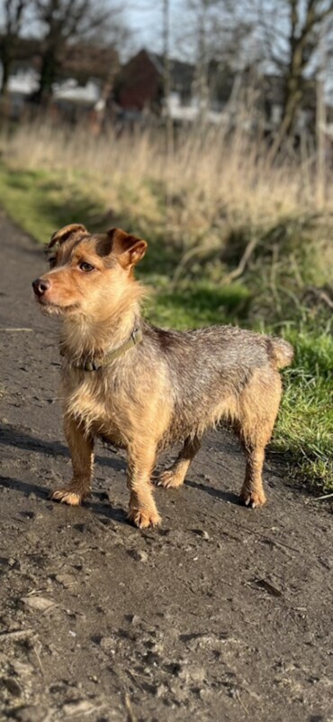 Tri-coloured JRT puppies for sale! for sale in Droylsden, Greater Manchester - Image 8