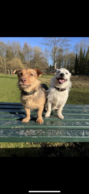 Tri-coloured JRT puppies for sale! for sale in Droylsden, Greater Manchester - Image 9