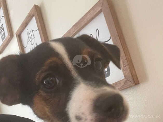 Tri Jack russel puppies for sale in Gillingham, Kent