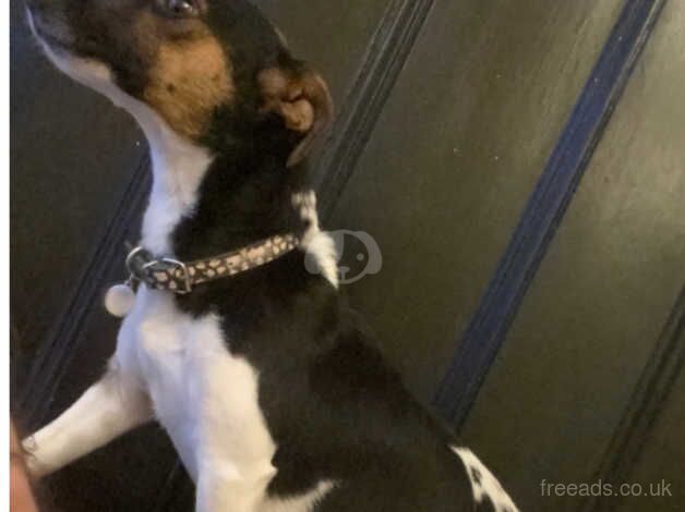 Jack Russell Puppies for sale in Kent