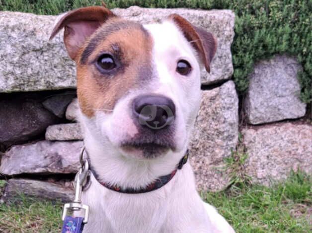 Tri Jack Russell for sale in Truro, Cornwall