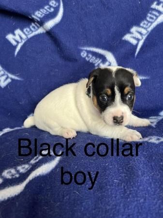 True to breed jack Russell puppies for sale in Staplehurst, Kent - Image 1