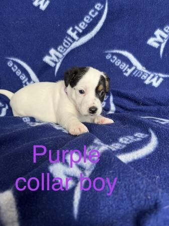 True to breed jack Russell puppies for sale in Staplehurst, Kent - Image 3