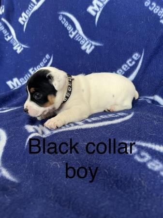True to breed jack Russell puppies for sale in Staplehurst, Kent - Image 4