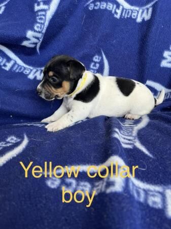 True to breed jack Russell puppies for sale in Staplehurst, Kent - Image 5