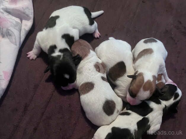 Try coloured short leg Jack Russell Puppys for sale in Gloucester, Gloucestershire - Image 1