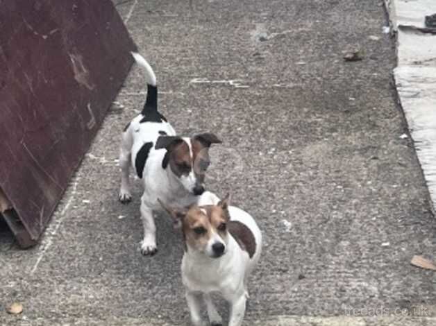 Try coloured short leg Jack Russell Puppys for sale in Gloucester, Gloucestershire - Image 2