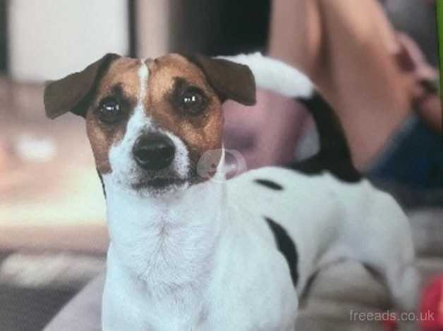 Try coloured short leg Jack Russell Puppys for sale in Gloucester, Gloucestershire - Image 3