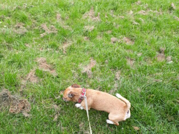 Twinkle Jack Russel for sale in Birmingham, West Midlands - Image 1