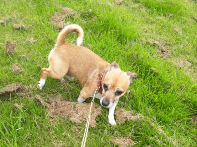 Twinkle Jack Russel for sale in Birmingham, West Midlands - Image 2