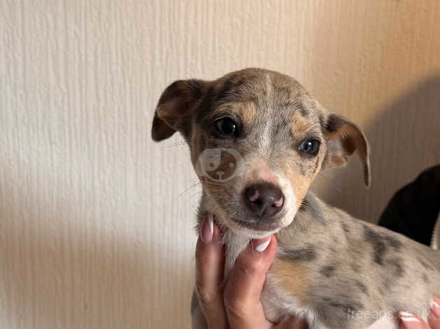 Two Blue Jack Russel pups for sale in Swansea/Abertawe, Swansea