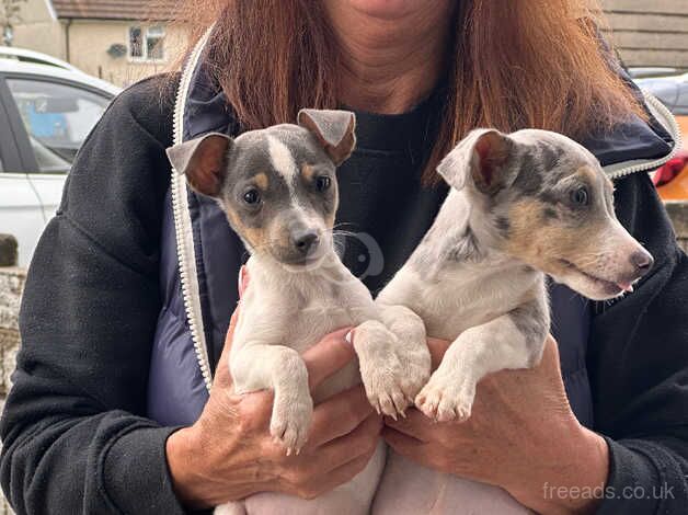 Two Blue Jack Russel pups for sale in Swansea/Abertawe, Swansea - Image 2