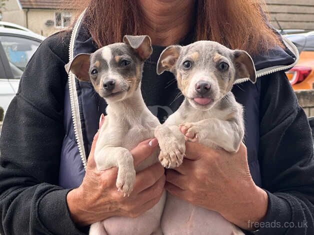 Two Blue Jack Russel pups for sale in Swansea/Abertawe, Swansea - Image 3