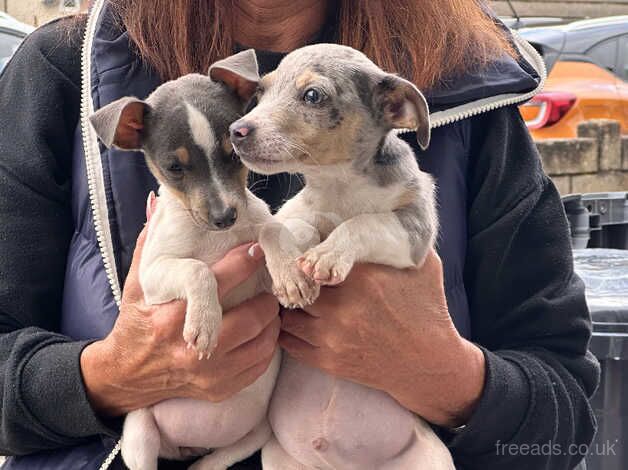 Two Blue Jack Russel pups for sale in Swansea/Abertawe, Swansea - Image 4