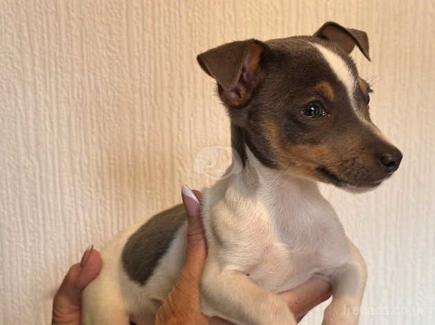 Two Blue Jack Russel pups for sale in Swansea/Abertawe, Swansea - Image 5