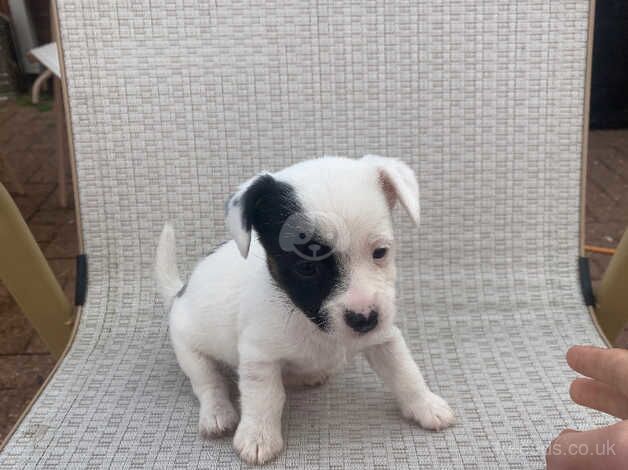 Two Jack Russell puppies for sale in Stockton-on-Tees, County Durham - Image 1