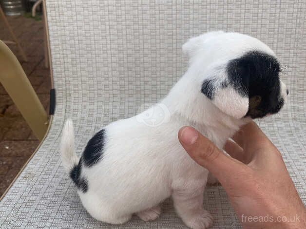 Two Jack Russell puppies for sale in Stockton-on-Tees, County Durham - Image 2