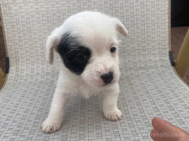 Two Jack Russell puppies for sale in Stockton-on-Tees, County Durham - Image 3