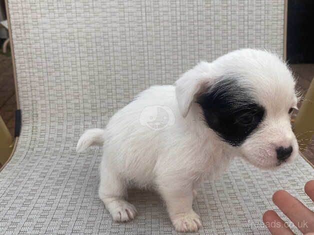 Two Jack Russell puppies for sale in Stockton-on-Tees, County Durham - Image 4