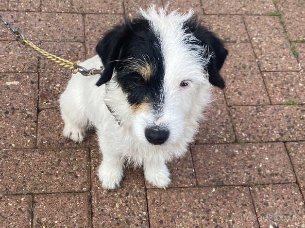 Two Jack Russell puppies for sale in Stockton-on-Tees, County Durham - Image 5