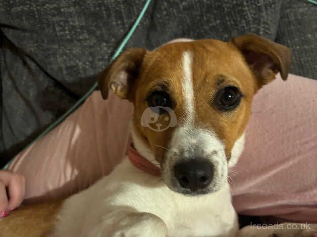 Two Jack Russell's for sale in Pulborough, West Sussex - Image 1