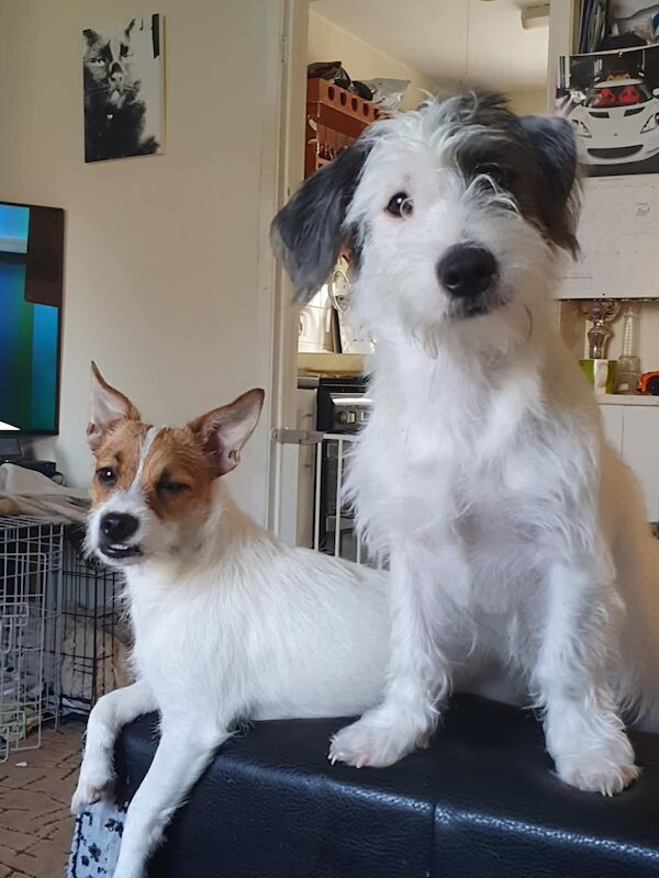 Two jack Russell's one male one female for sale in Huntingdon, Cambridgeshire