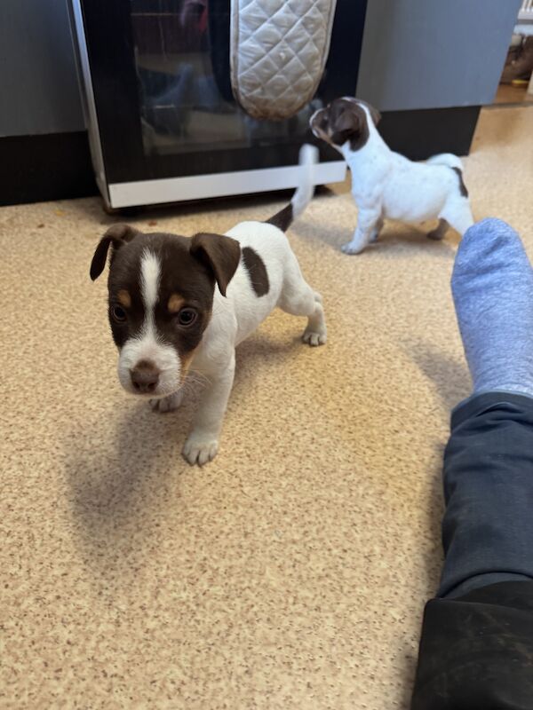 Two Male Jack Russell Puppies for sale in Brecon / Aberhonddu, Powys