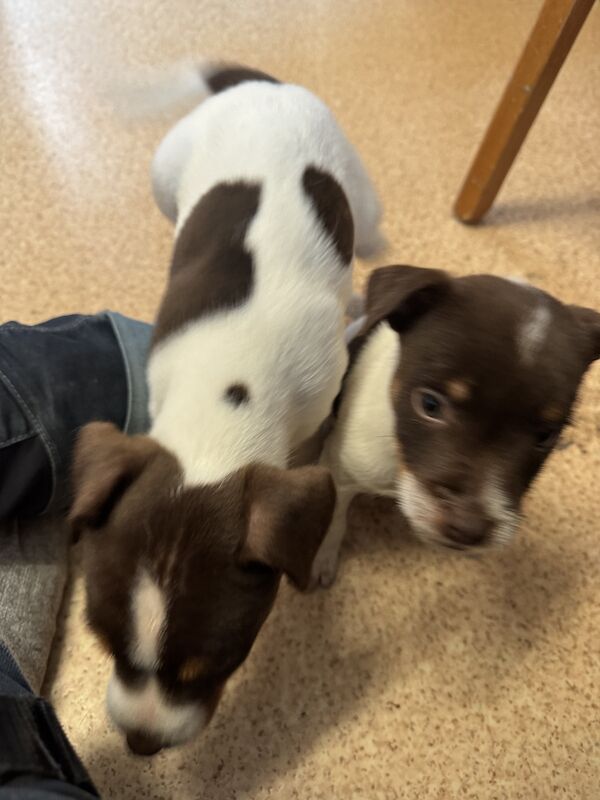 Two Male Jack Russell Puppies for sale in Brecon / Aberhonddu, Powys - Image 3