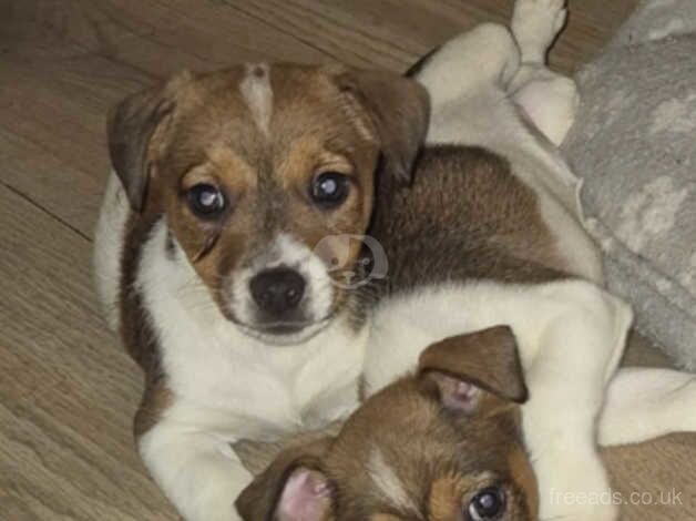 Two tri coloured Jack Russell puppies for sale in Bridgnorth, Shropshire