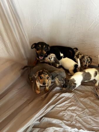 Wenlock Jack Russell x mini dachshund puppies for sale in Headcorn, Kent - Image 1