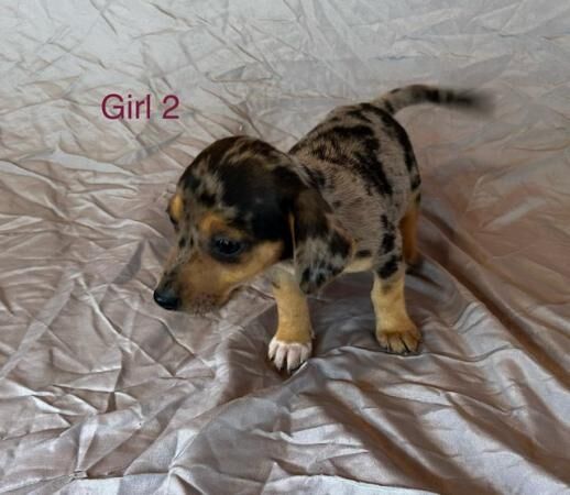 Wenlock Jack Russell x mini dachshund puppies for sale in Headcorn, Kent - Image 2