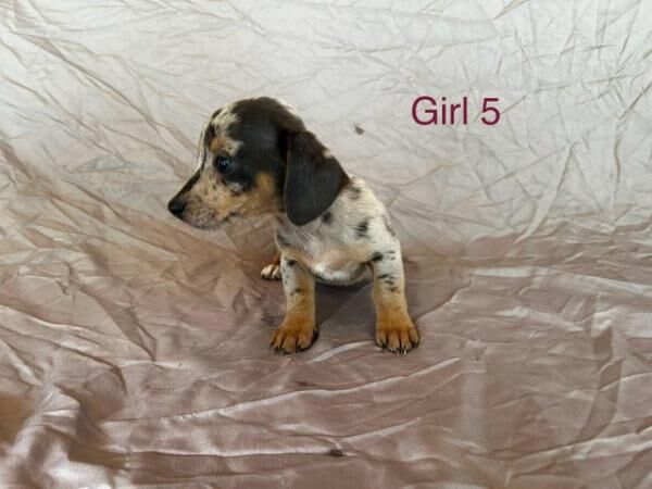 Wenlock Jack Russell x mini dachshund puppies for sale in Headcorn, Kent - Image 3