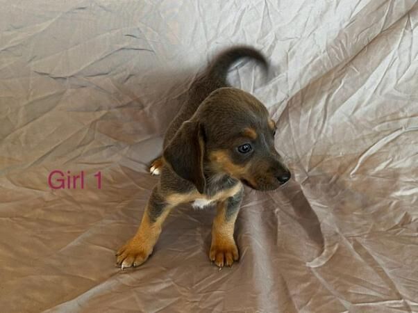 Wenlock Jack Russell x mini dachshund puppies for sale in Headcorn, Kent - Image 4