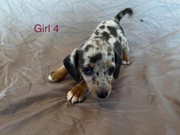 Wenlock Jack Russell x mini dachshund puppies for sale in Headcorn, Kent - Image 5