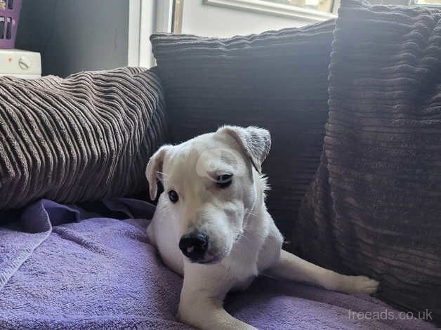 White Jack Russell for sale in Poole, North Yorkshire