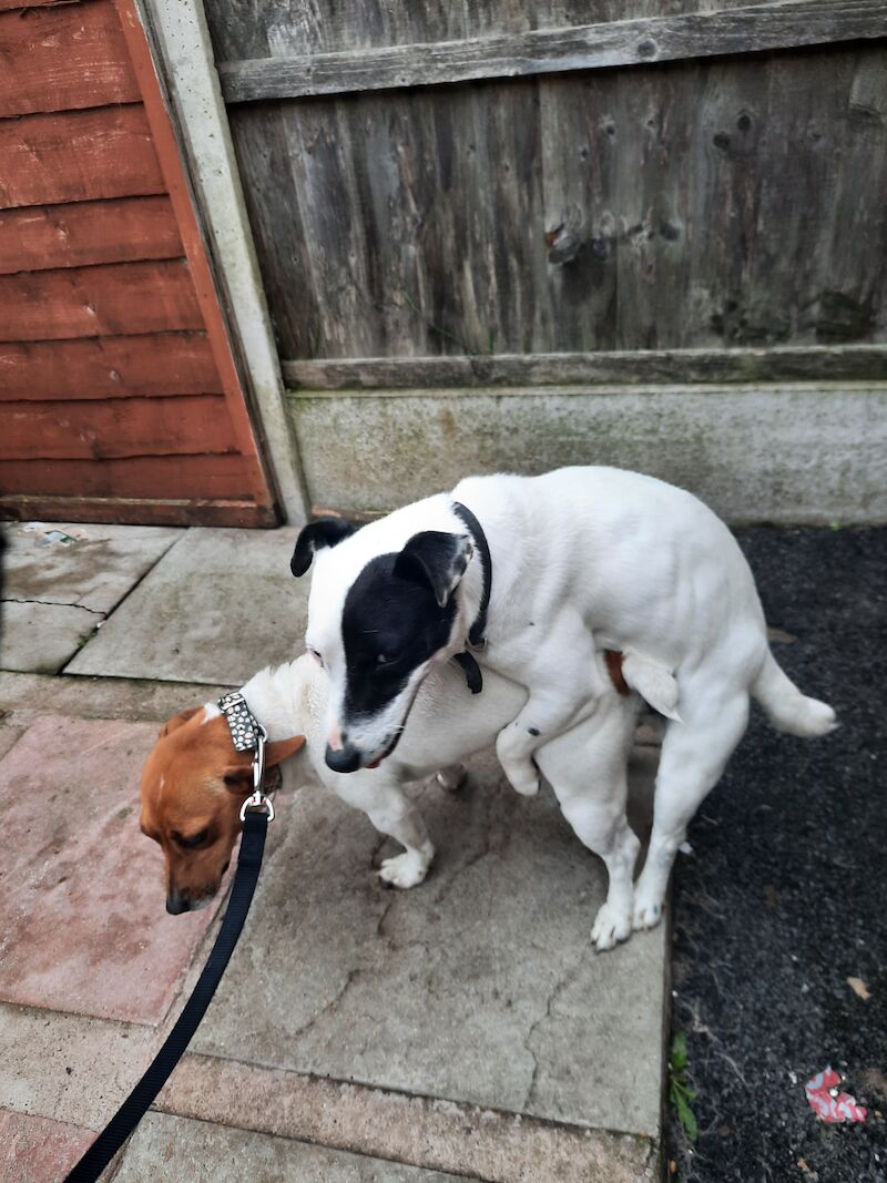 Gerard Ward - Jack Russell breeder